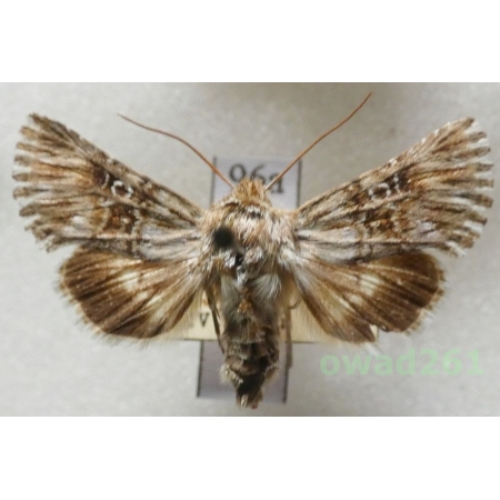 Omphalophana antirrhinii (Hübner, 1803) Czech96a